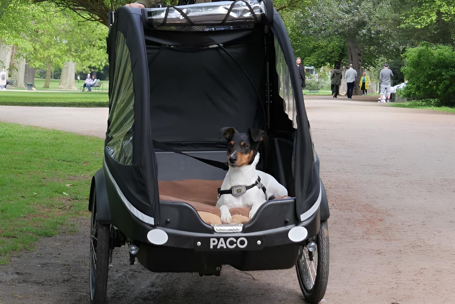 Hund im Winther Kangaroo Dog