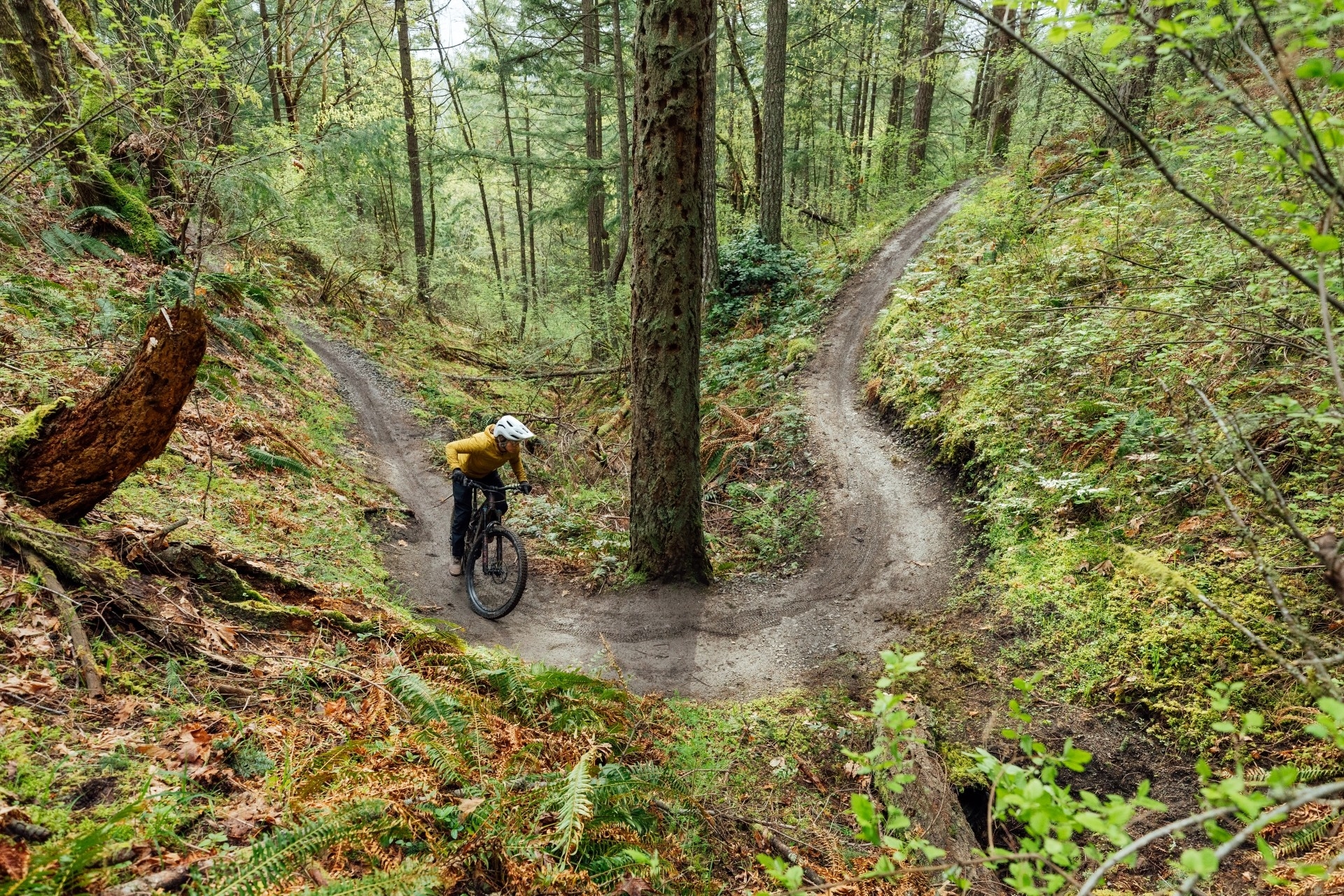 Das Bild zeigt ein Specialized Turbo Levo SL im Wald
